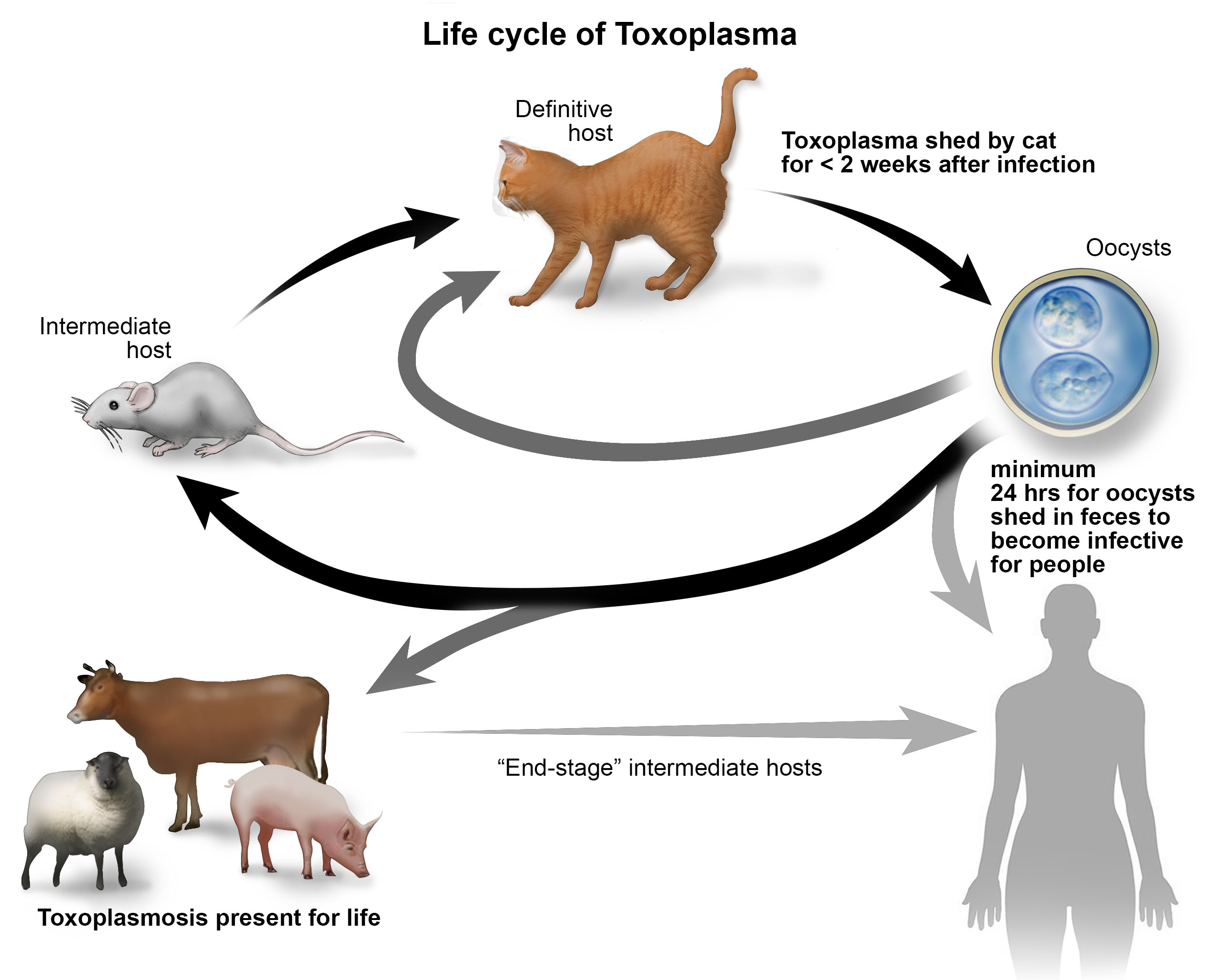 infographie montrant le cycle de vie de la toxoplasmose et comment elle se déplace d'un hôte à l'autre