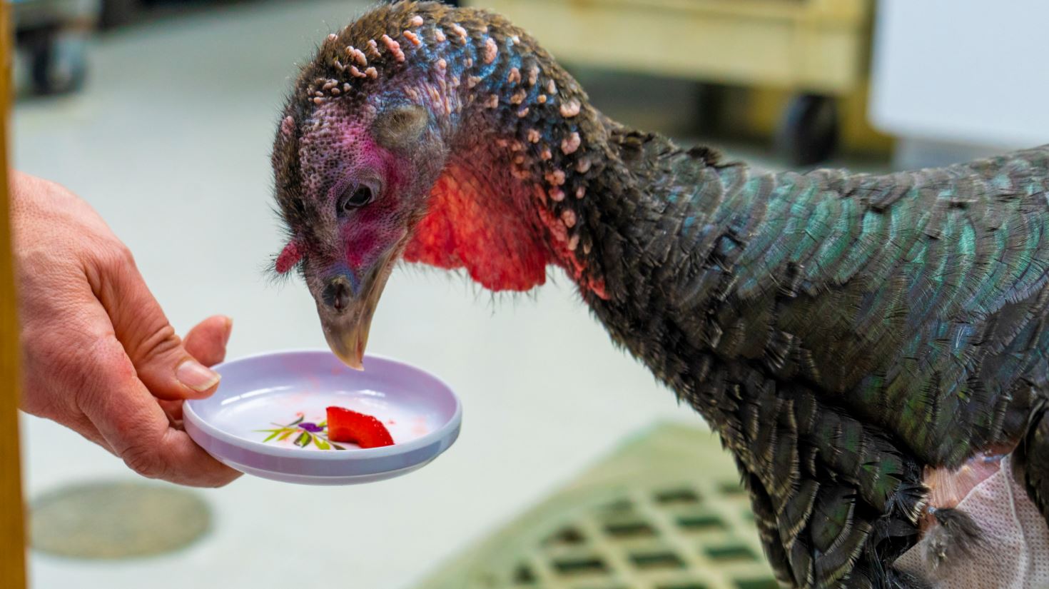 turkey eating food