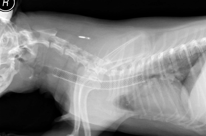 Radiograph of the neck and chest of a dog after placement of a stent within the trachea (windpipe) for treatment of tracheal collapse.
