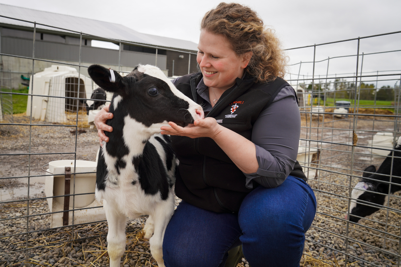 Veterinarian with a calf