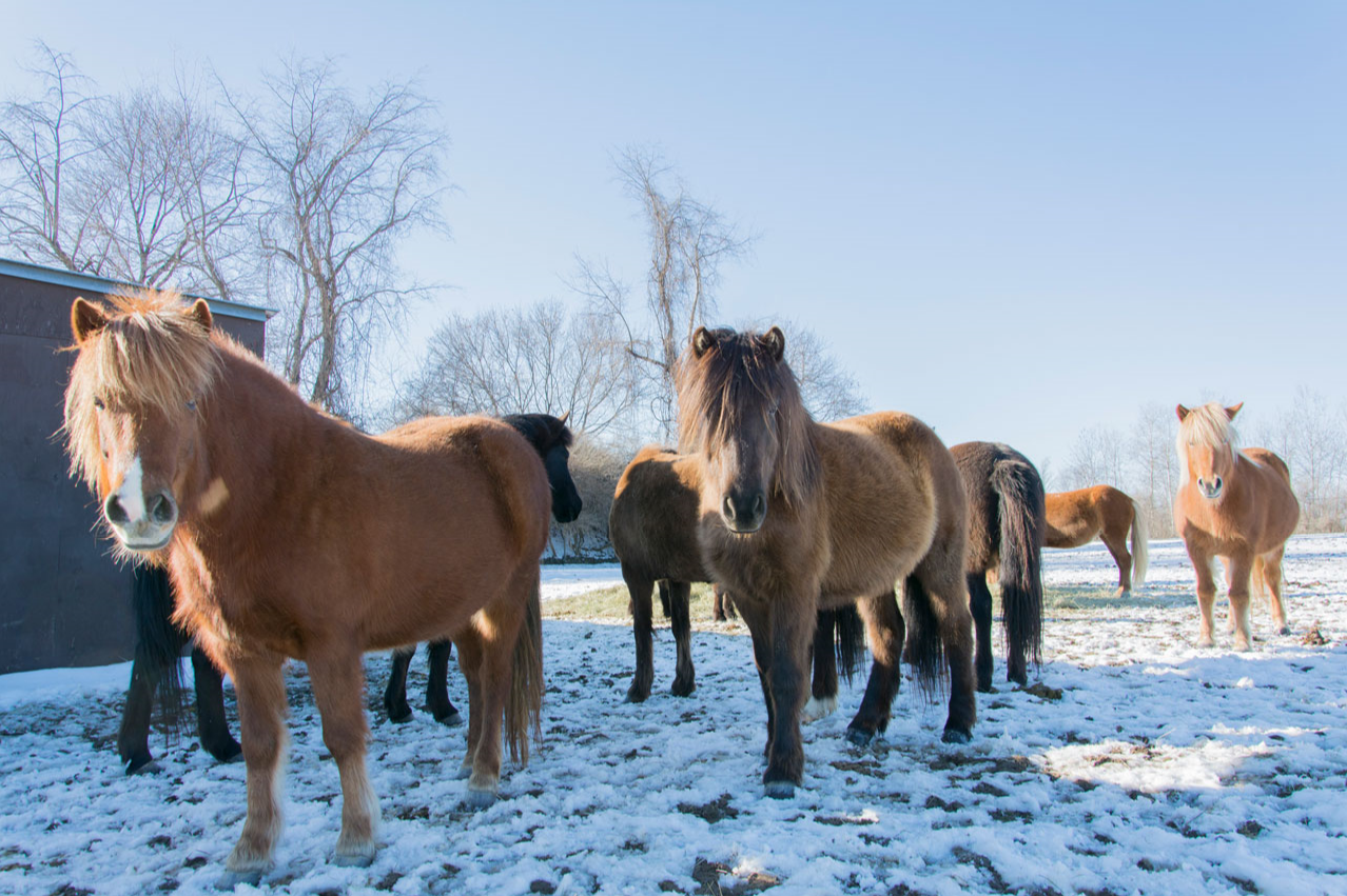 icelandic horse herd