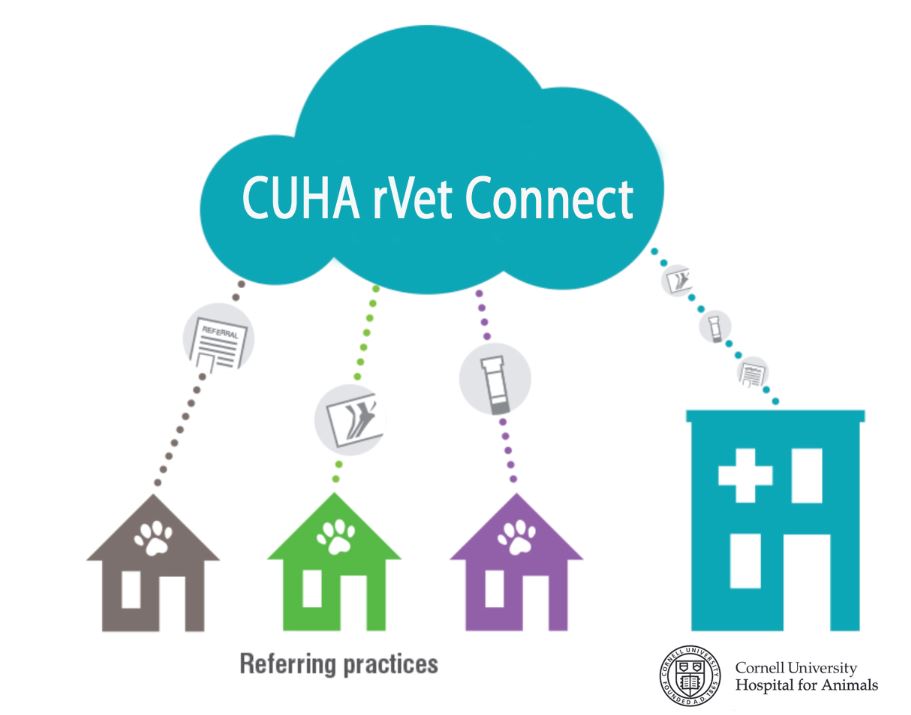 Help with CUHA rVet Connect Portal