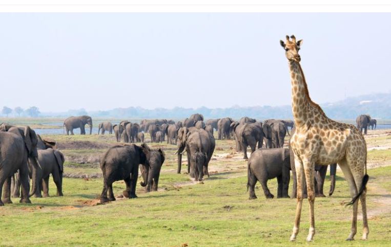 Giraffe in front of a herd of elephants