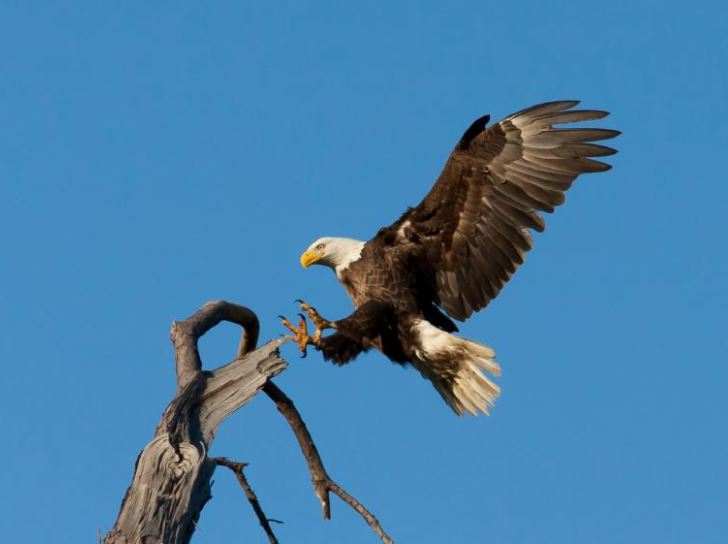 Bald eagle landing on a tree branch