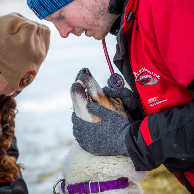 Chris Frye examining a dog