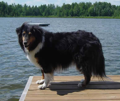 Dog on dock