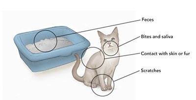 feline illness symptoms