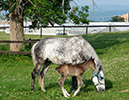 Horse grazing 