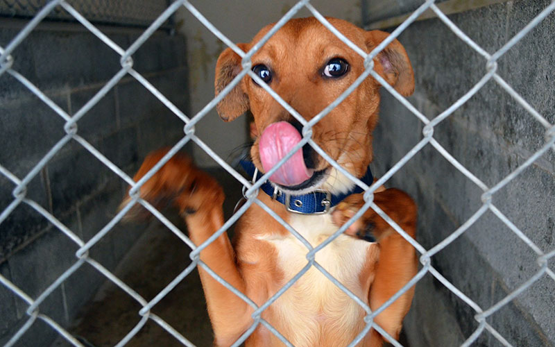 A shelter dog eagerly greets a visitor through its cage